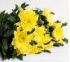 Хризантема Zembla Yellow